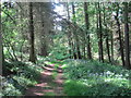 Footpath towards Felton Fence