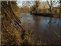 SP2965 : Leaning willows, River Avon by Emscote Gardens, Warwick 2014, December 19 by Robin Stott