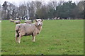 Taunton Deane : Grassy Field & Sheep