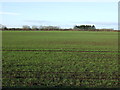 Crop field west of Nafferton Road