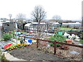 Allotments - Clifton Street