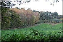 TM2142 : Woodland, farmland boundary by N Chadwick