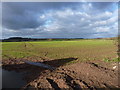 Crop field NE of Rodway Manor