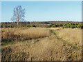 SU8458 : Lowland heath, Yateley Common by Alan Hunt
