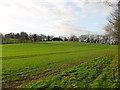 North Field/Great Ox Pasture