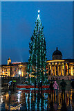 TQ3080 : Christmas Tree, Trafalgar  Square, London W1 by Christine Matthews
