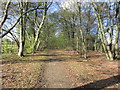 Path at Hornbeam Lane, E of Warrenwood Park, Essendon