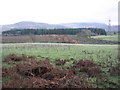 Forestry operations in Coed Tyddyn-hendre