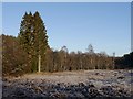 NH4836 : Trees and frost, Boblainy Forest by Craig Wallace