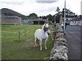 White pony near Melrose Abbey