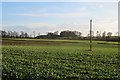 Oilseed rape, Woodside