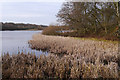 SP0583 : Reedmace at the south eastern corner of Edgbaston Pool by Phil Champion