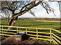 Pasture north of Turpin