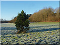 Pine tree, Brookwood Country Park