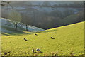 West Somerset : Grassy Field & Sheep