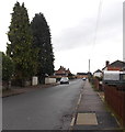 SO5712 : Chapel Road conifers in Berry Hill by Jaggery