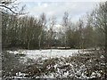 Clearing adjacent to Trent and Mersey Canal