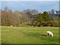 Pasture, Southwaite, Hesket