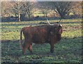 Highland Cow in Lowland Boothstown