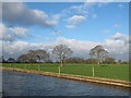 Four trees in a field