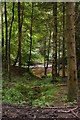 NY7961 : River Allen through the trees by Christopher Hilton