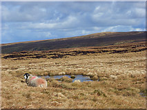 NY7738 : Moorland below Burnhope Seat, Alston by Andrew Smith