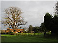 Tree and houses, Buttercrambe