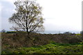 A birch tree on Walton Hill