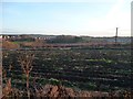 Rhubarb field, Hopefield Farm