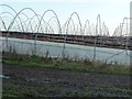 Uncovered polytunnels, Hopefield Farm