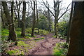 A footpath in woodland at Nag Hill