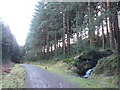 Forestry track above Trehafod