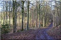 NT4326 : Woodland track, Carterhaugh by Jim Barton