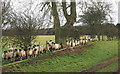 NZ4128 : Sheep against fence by Trevor Littlewood