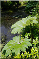 SP0583 : Gunnera alongside the stream at Winterbourne by Phil Champion
