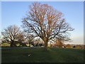 Beverley Westwood