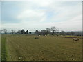 Sheep grazing near St Chad