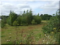 Waste ground near the Sheffield to Worksop Railway