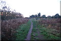 Sandlings Walk, Bixley Heath