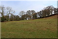 Pasture beside Moor Lane