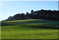 Knockhill Wood