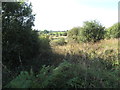 Wetland on the west side of Loughaveely Road