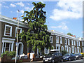 Big tree on Guildford Grove