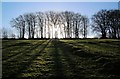 Sunlight through the trees at Lyshwell