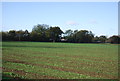 Farmland by Mattishall Rd