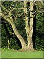 Tree in Muchall Park, Wolverhampton