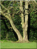 SO8995 : Tree in Muchall Park, Wolverhampton by Roger  D Kidd
