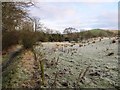 Frosty farmland between Bittlestones and the River Irthing