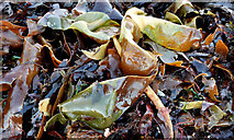 J4682 : Seaweed, Helen's Bay - January 2015(2) by Albert Bridge
