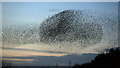 NY2966 : A murmuration of starlings at Rigg by Walter Baxter